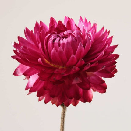 Payot Creme Nr.2 Oléo-Sérum Pétales Apaisant 30ml